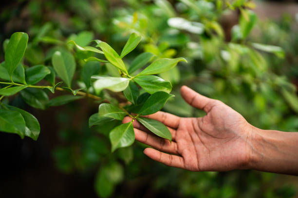 Best Commercial Tree Services  in Hancock, MD